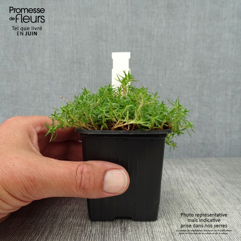 Silene acaulis 8/9 cm pot sample as delivered in summer