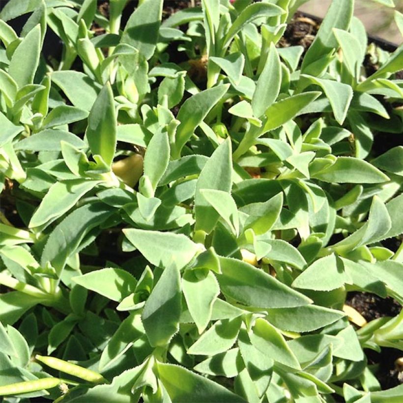 Silene uniflora Weisskehlchen (Foliage)