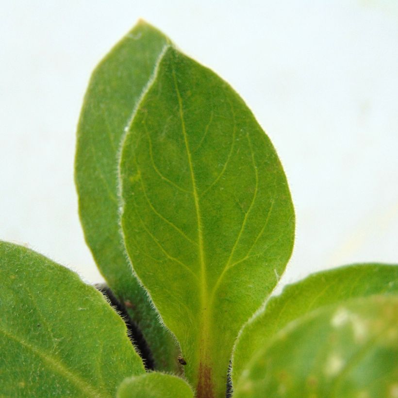 Silene robotii Rollies Favourite (Foliage)