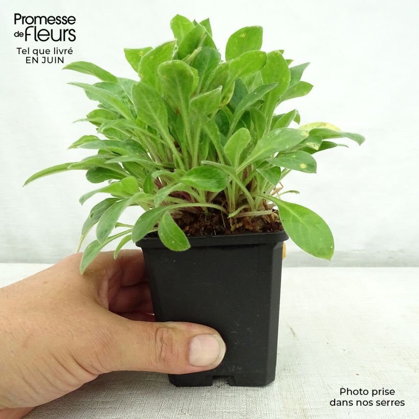 Silene robotii Rollies Favourite 7/8 cm pot sample as delivered in summer