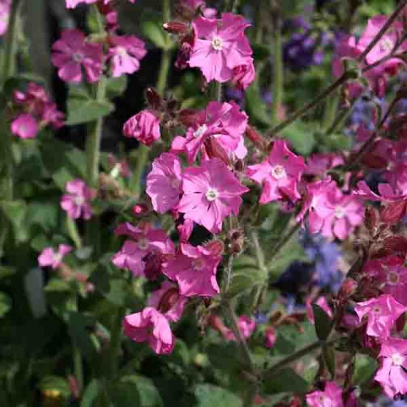 Silene robotii Rollies Favourite (Flowering)