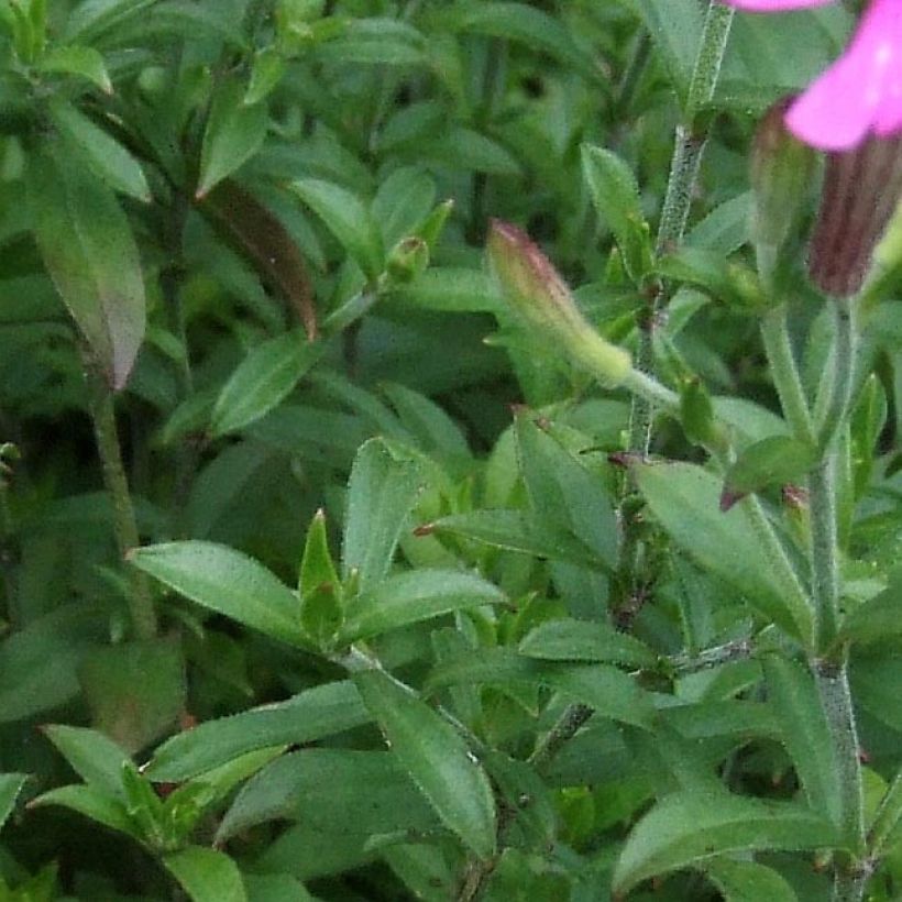 Silene schafta (Foliage)