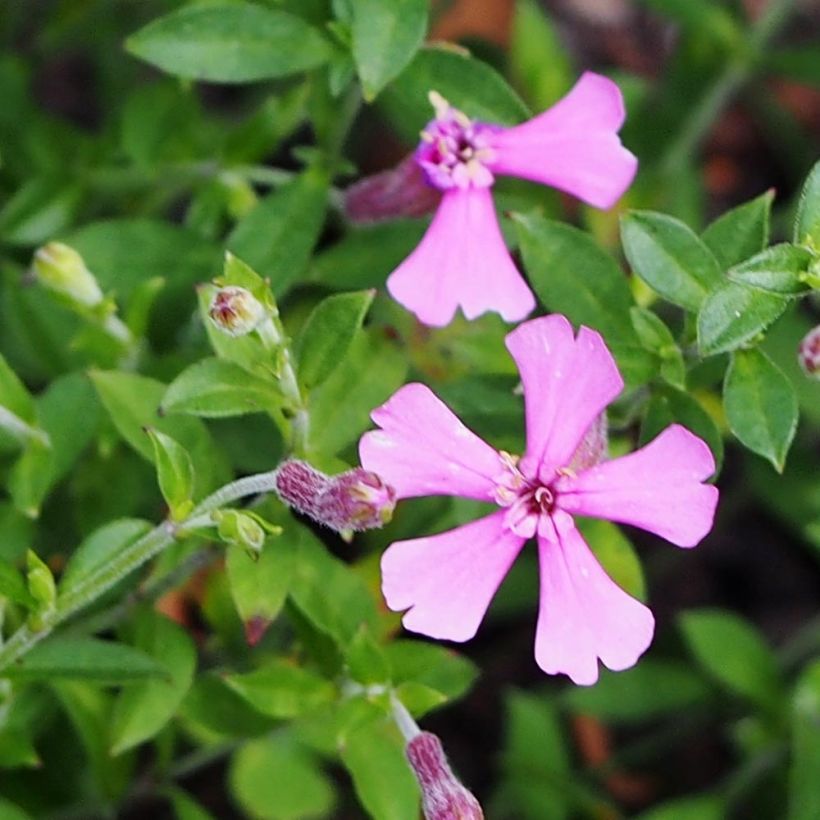 Silene schafta (Flowering)