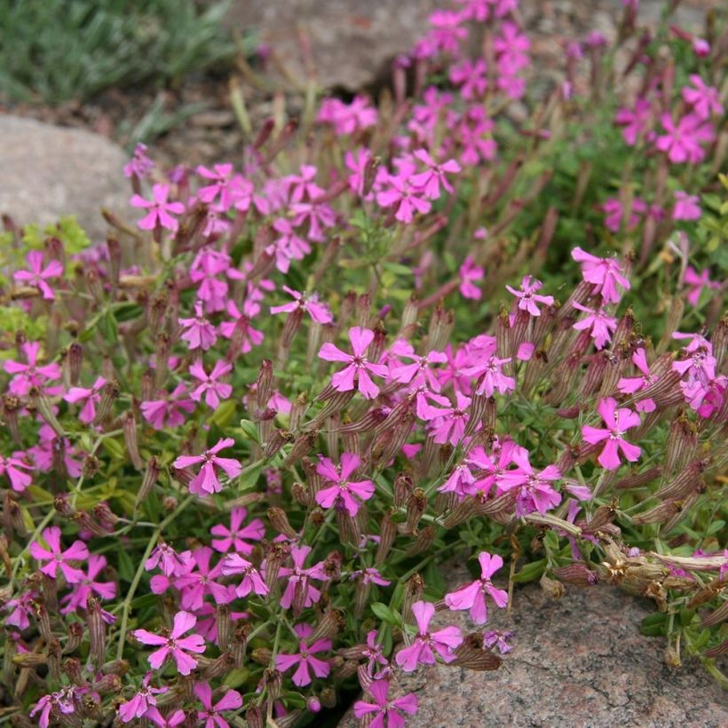 Silene schafta (Plant habit)