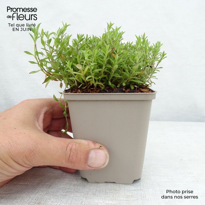 Silene schafta 8/9 cm pot sample as delivered in summer