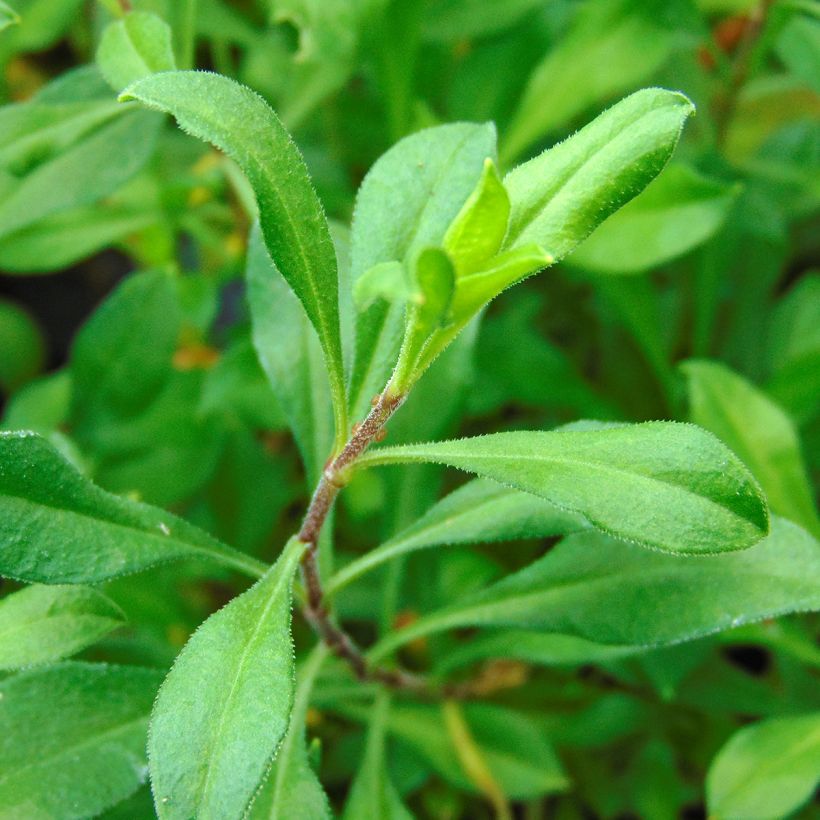 Silene schafta Splendens (Foliage)