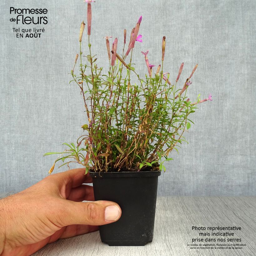 Silene schafta Splendens 8/9 cm pot sample as delivered in summer
