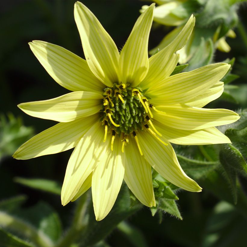 Silphium mohrii (Flowering)
