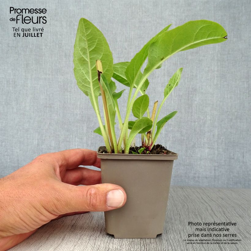 Silphium perfoliatum 8/9 cm pot sample as delivered in summer