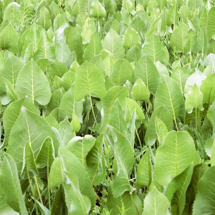 Silphium terebinthinaceum (Foliage)