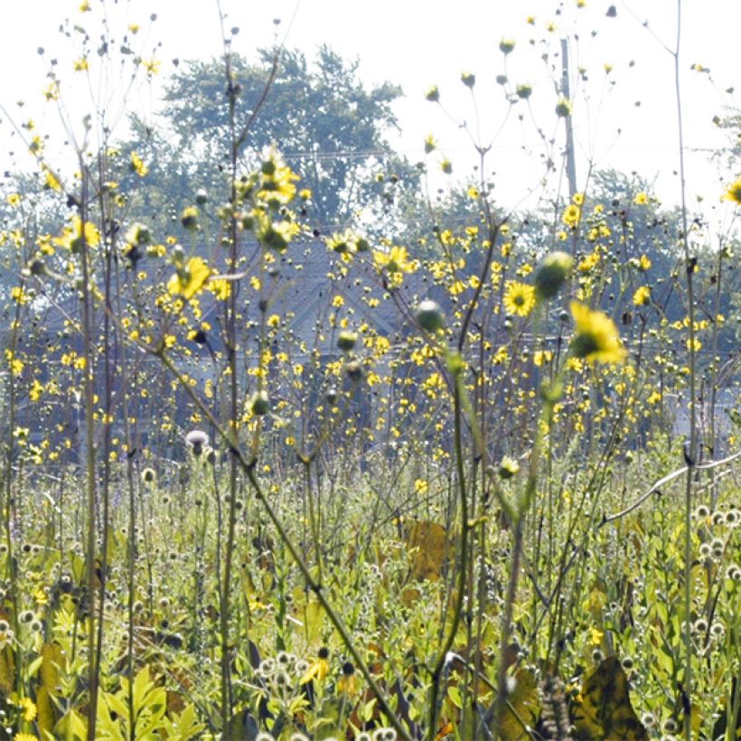 Silphium terebinthinaceum (Flowering)