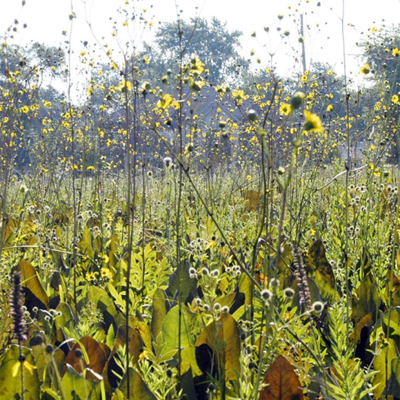 Silphium terebinthinaceum (Plant habit)