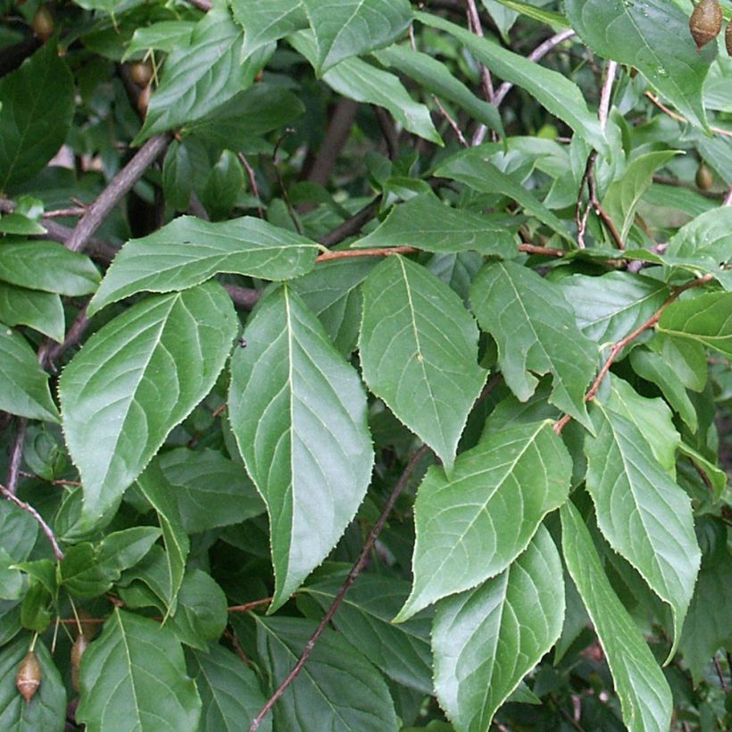 Sinojackia xylocarpa (Foliage)