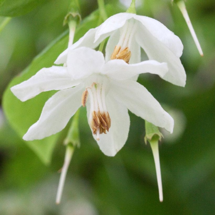 Sinojackia xylocarpa (Flowering)