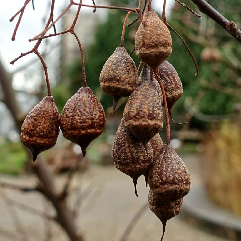 Sinojackia xylocarpa (Harvest)