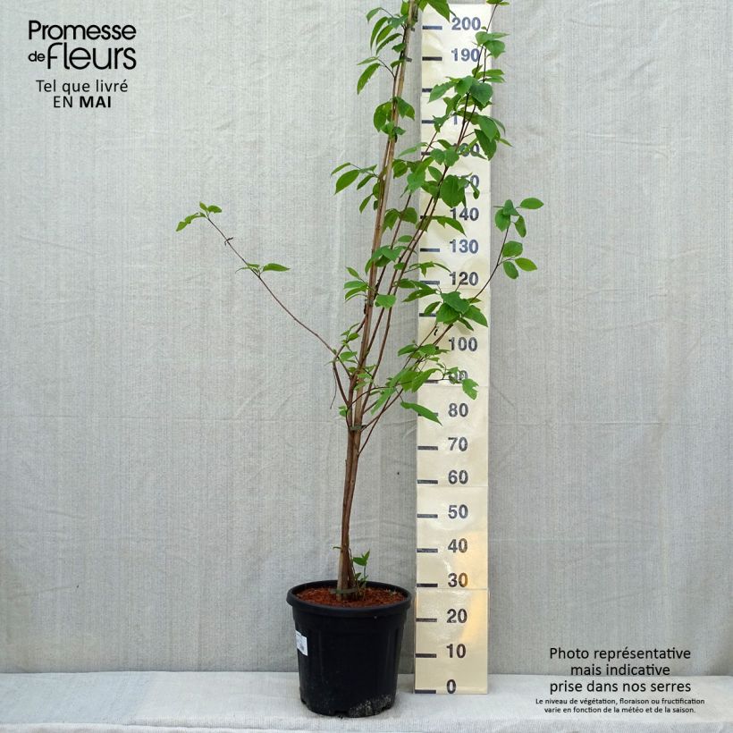 Sinojackia xylocarpa 6L/7L pot sample as delivered in spring