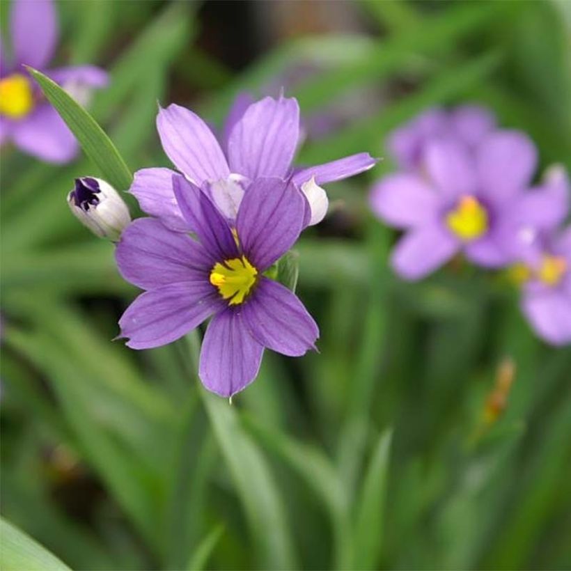 Sisyrinchium angustifolium Lucerne (Flowering)