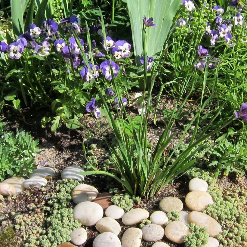 Sisyrinchium angustifolium Lucerne (Plant habit)