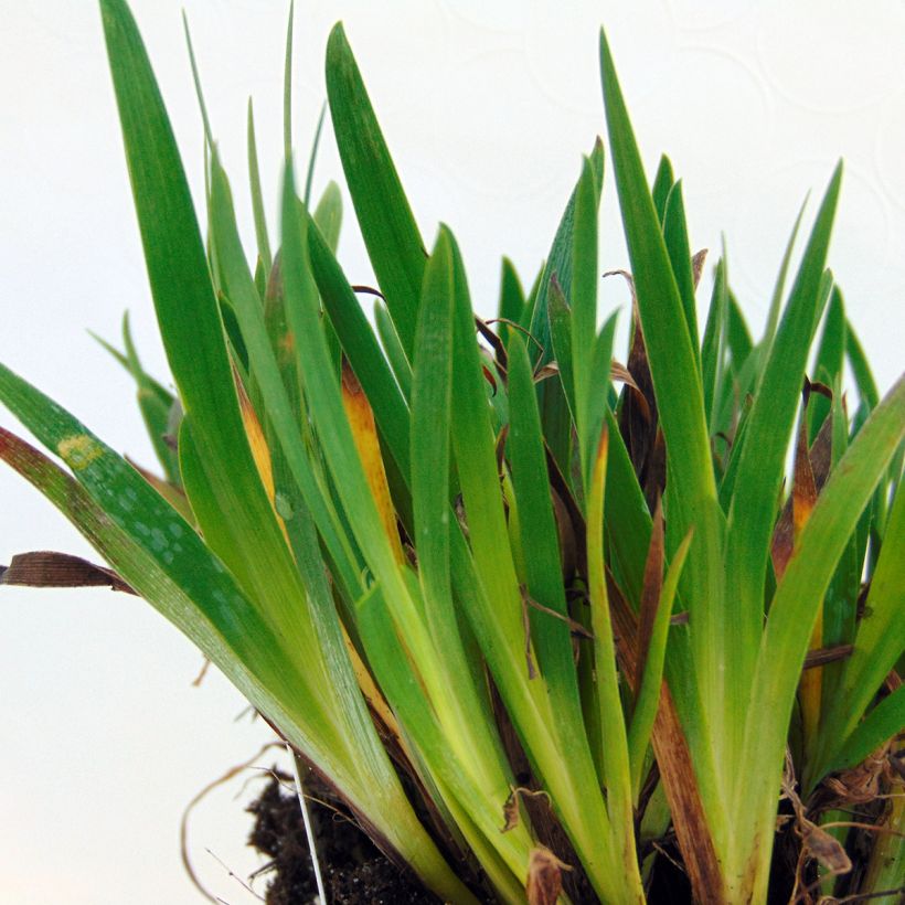 Sisyrinchium angustifolium Devon Skies (Foliage)