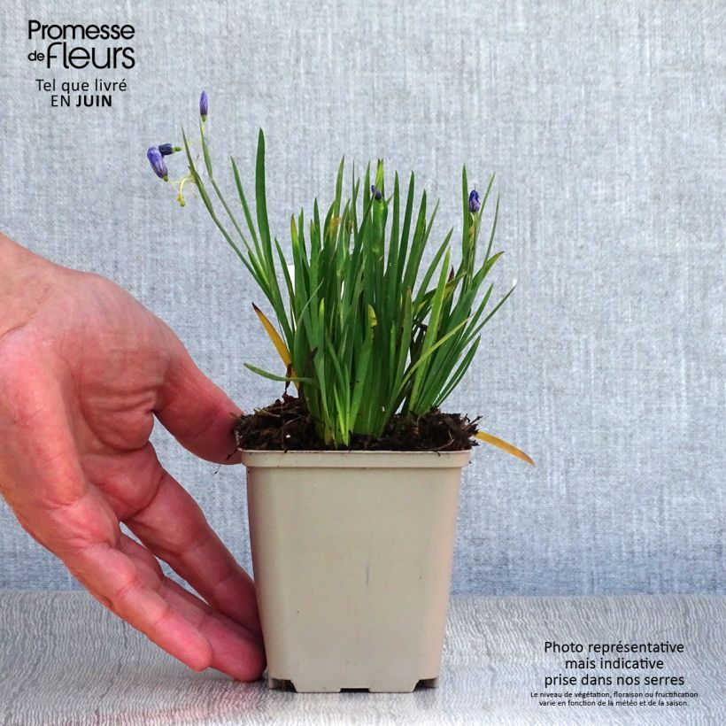 Sisyrinchium angustifolium Devon Skies 8/9 cm pot sample as delivered in summer