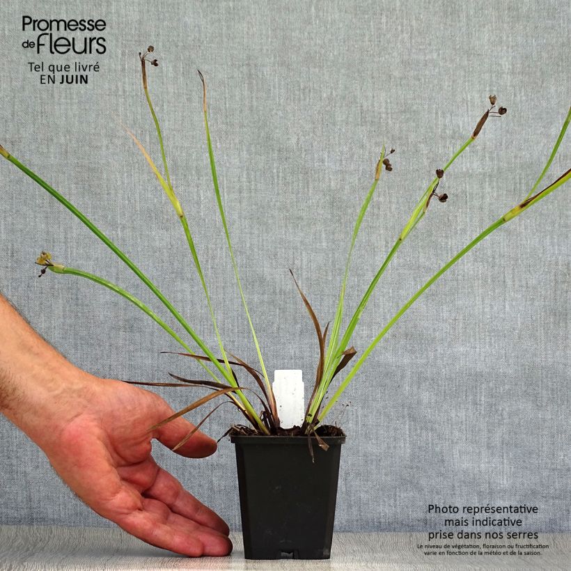 Sisyrinchium bellum 8/9 cm pot sample as delivered in summer