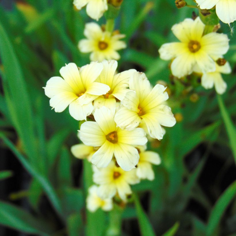 Sisyrinchium striatum (Flowering)