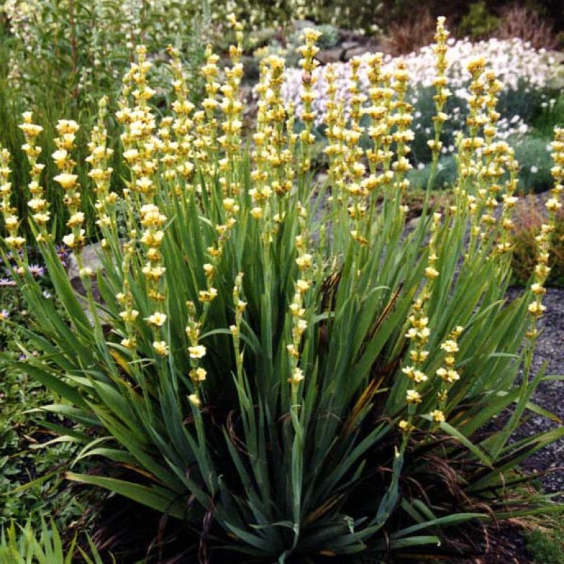 Sisyrinchium striatum (Plant habit)