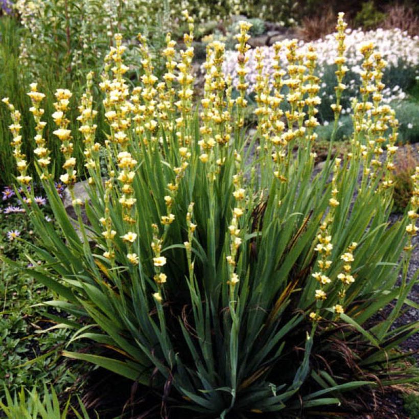 Sisyrinchium striatum Aunt May (Plant habit)