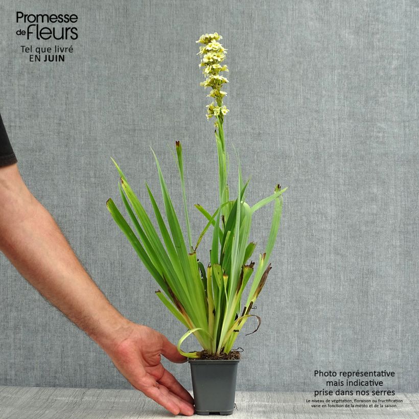 Sisyrinchium striatum Aunt May 8/9 cm pot sample as delivered in summer