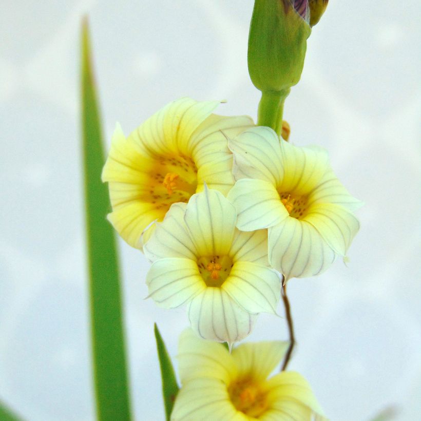 Sisyrinchium striatum (Foliage)