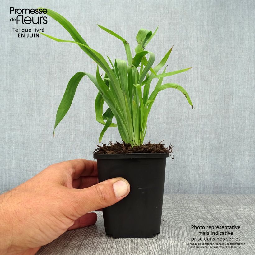 Sisyrinchium striatum 8/9 cm pot sample as delivered in summer