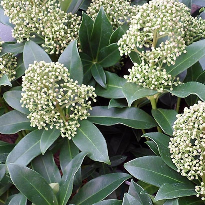 Skimmia japonica Fragrant Cloud (Flowering)