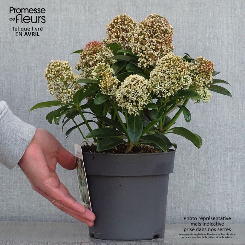 Skimmia japonica Fragrant Cloud Pot de 2L sample as delivered in spring
