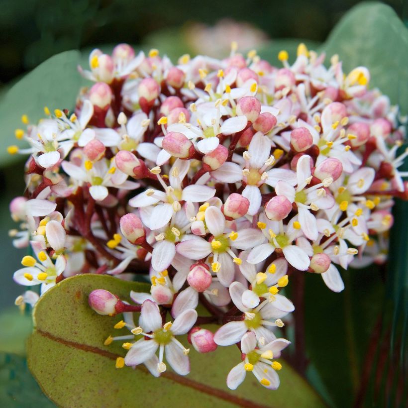 Skimmia japonica Godries Dwarf (Flowering)
