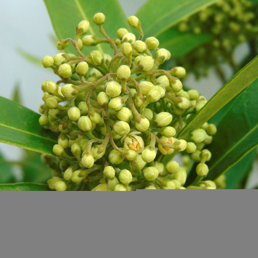 Skimmia japonica Kew Green (Flowering)