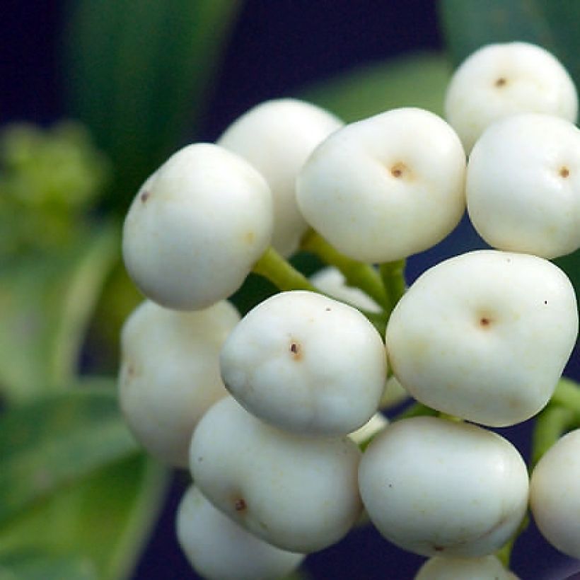Skimmia japonica Kew White (Harvest)