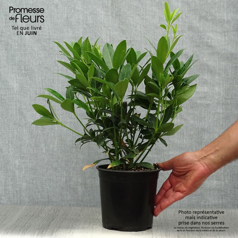 Skimmia japonica Kew White 2L/3L pot sample as delivered in summer