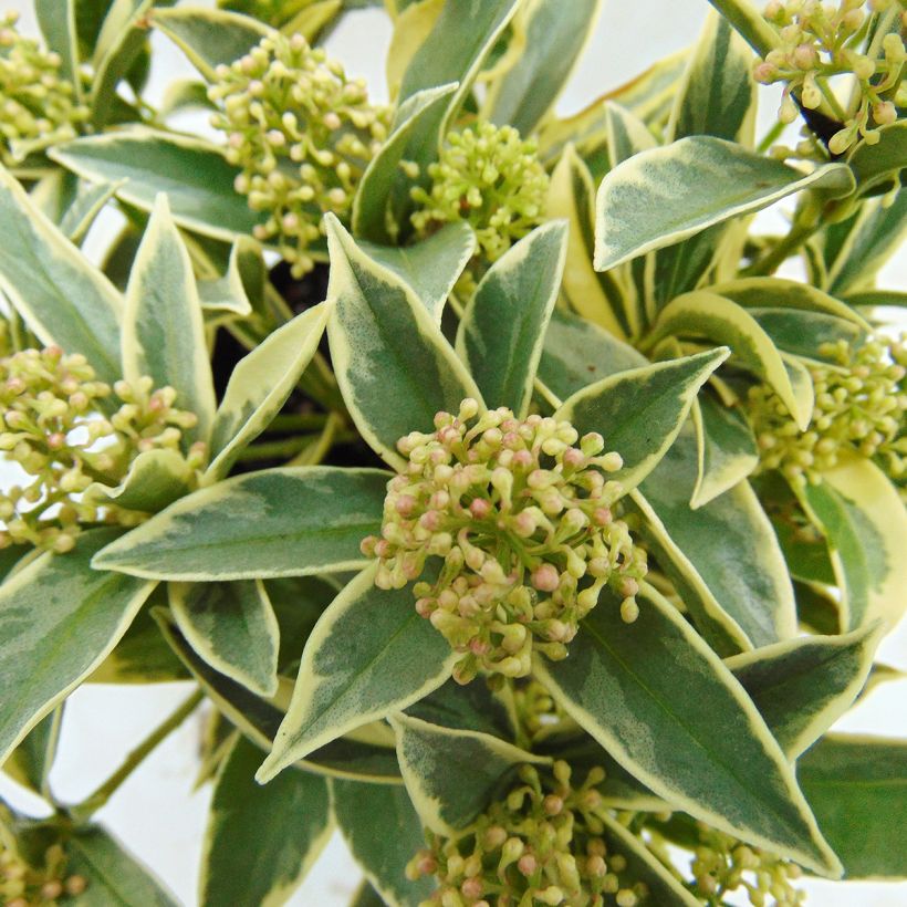 Skimmia japonica Mystic Marlot (Foliage)