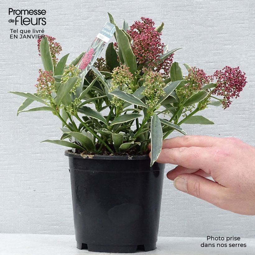 Skimmia japonica Mystic Marlot 1L/1.5L pot sample as delivered in winter