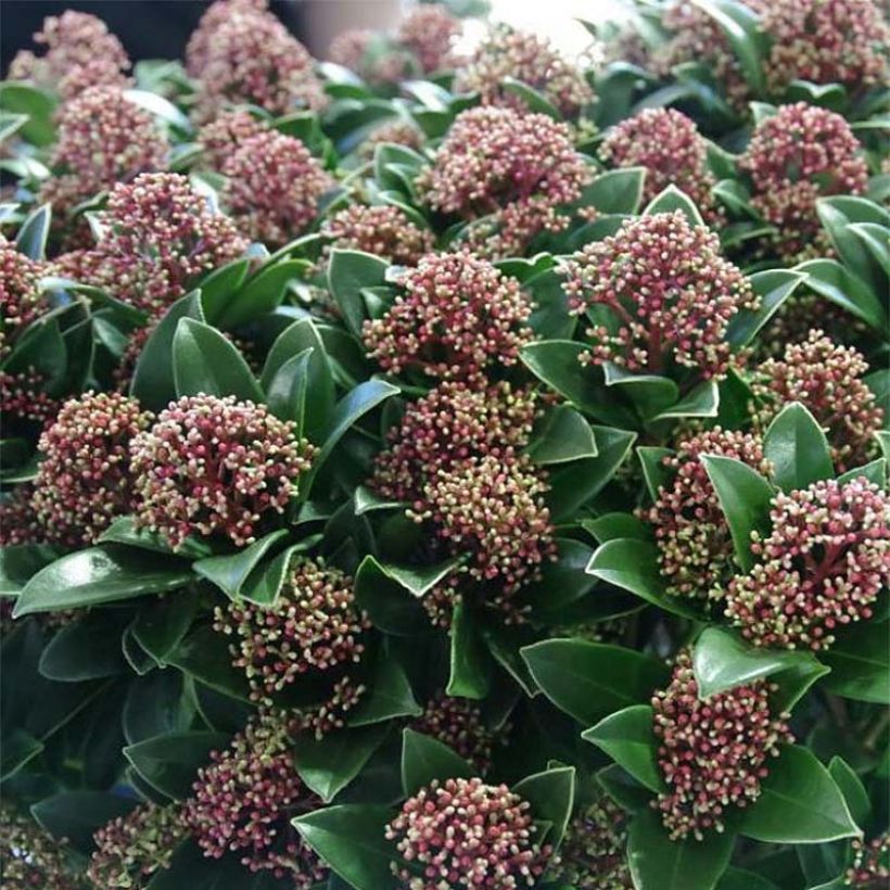 Skimmia japonica Moerings 47 Pink Dwarf (Flowering)