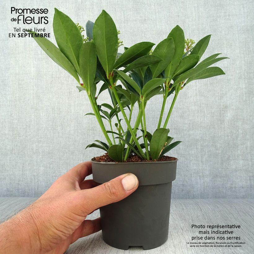 Skimmia japonica Moerings 47 Pink Dwarf 1L/1.5L pot sample as delivered in autumn