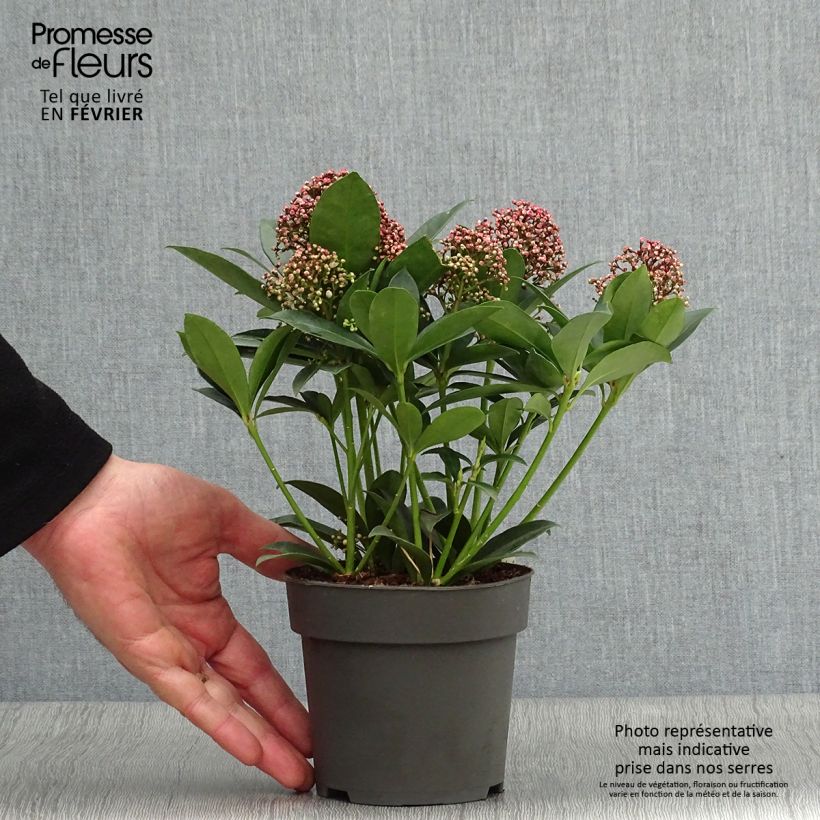 Skimmia japonica Moerings 47 Pink Dwarf 1L/1.5L pot sample as delivered in winter