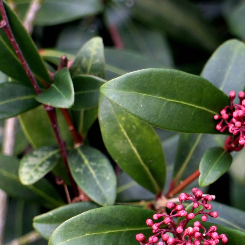 Skimmia japonica Rubella (Foliage)