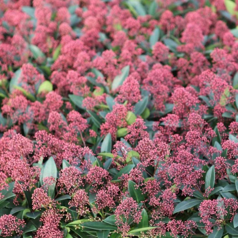 Skimmia japonica Rubella (Flowering)