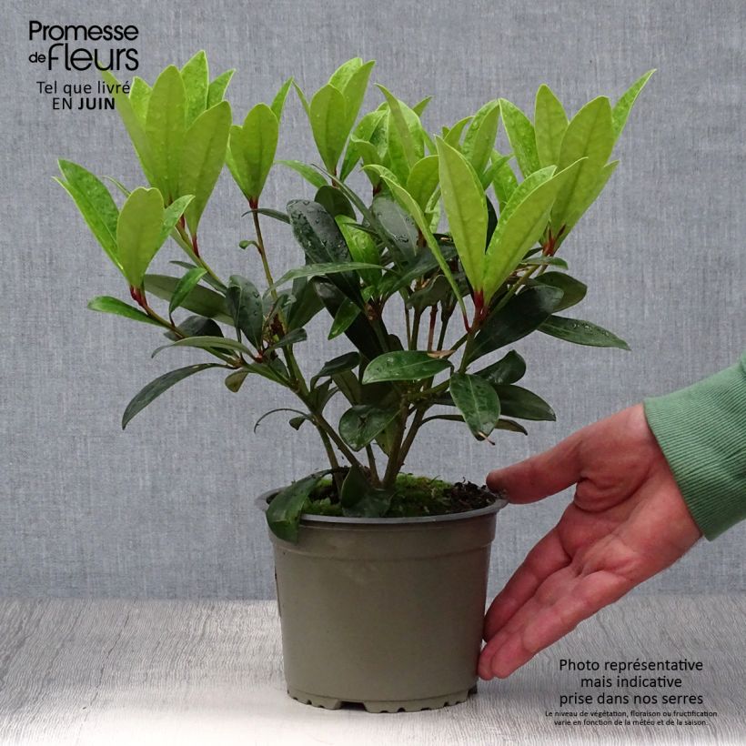 Skimmia japonica Rubella 12cm pot sample as delivered in summer