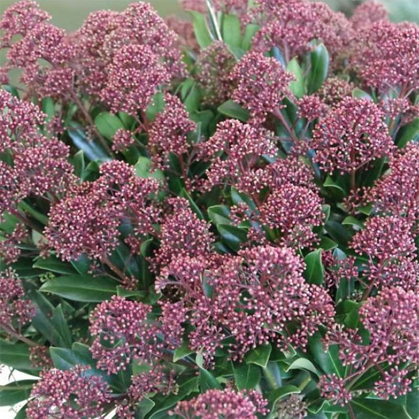 Skimmia japonica Rubesta (Flowering)