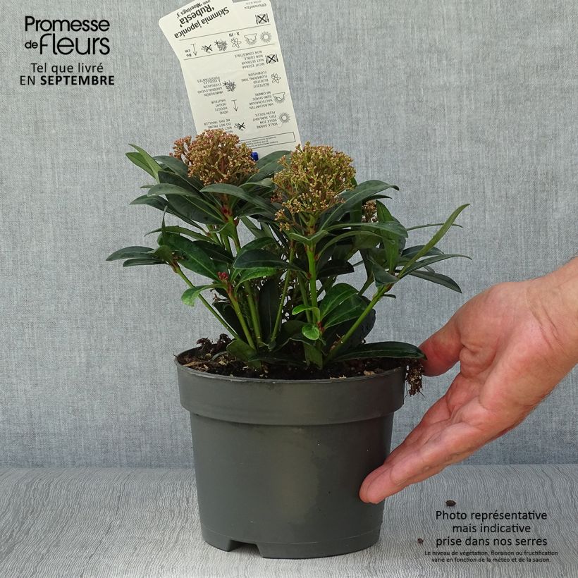 Skimmia japonica Rubesta 2L/3L pot sample as delivered in autumn