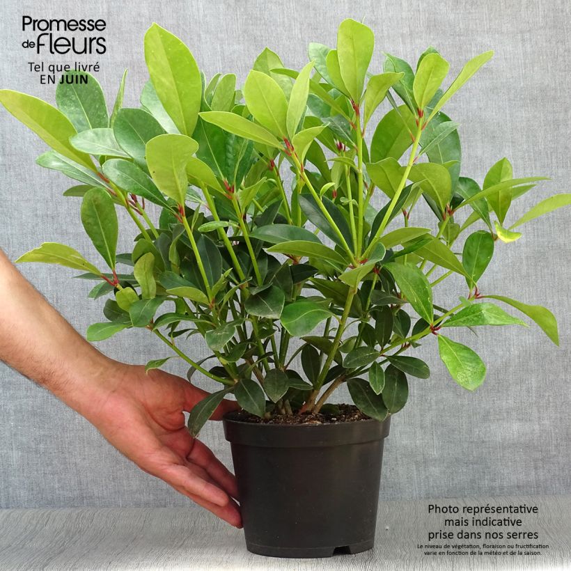 Skimmia japonica Veitchii 2L/3L pot sample as delivered in summer