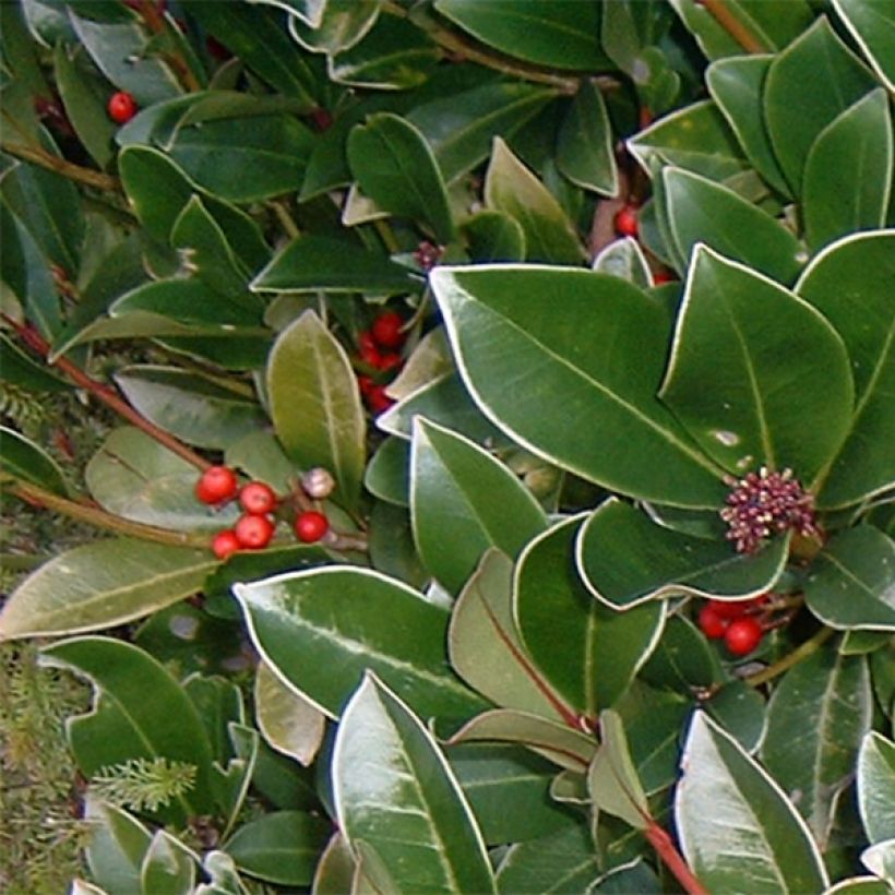 Skimmia reevesiana (Foliage)