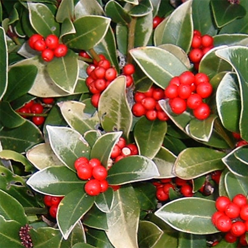 Skimmia reevesiana (Flowering)